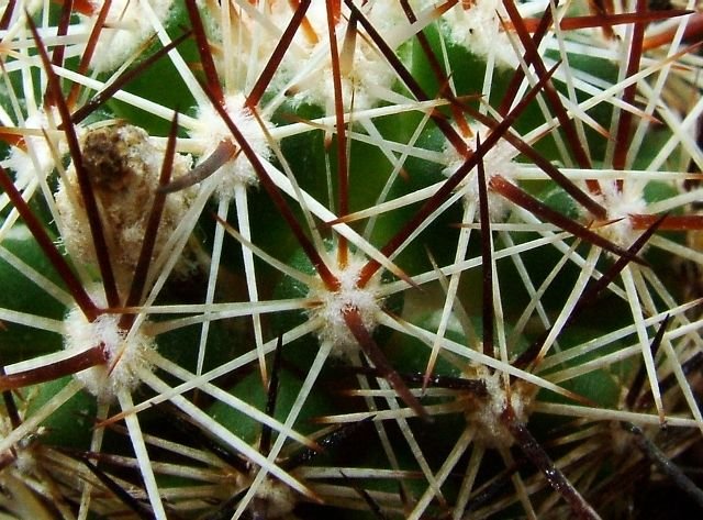 Escobaria _vivipara_ RP113_ 04